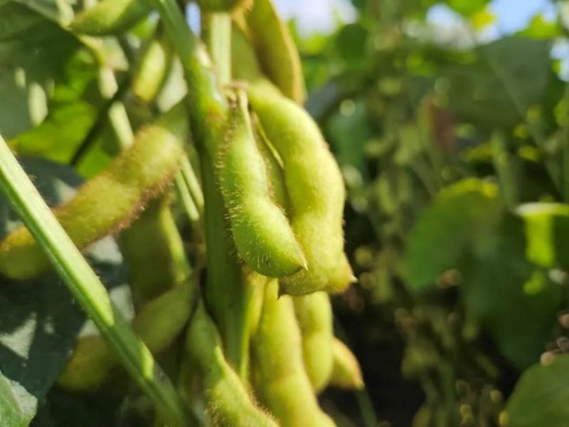 又是一年好“豐”景！衛(wèi)華數(shù)十萬畝良田豐收在即！